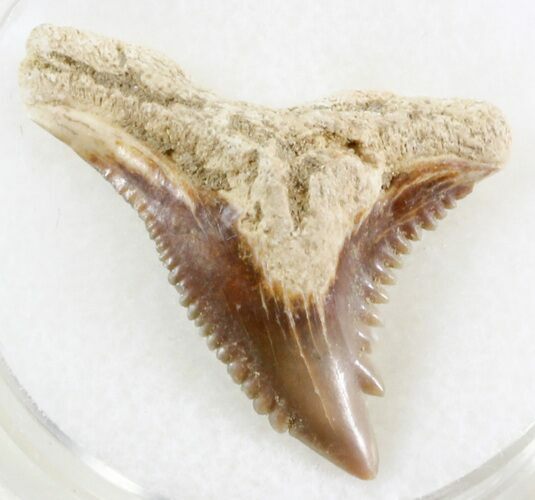 Hemipristis Shark Tooth - South Carolina #30232